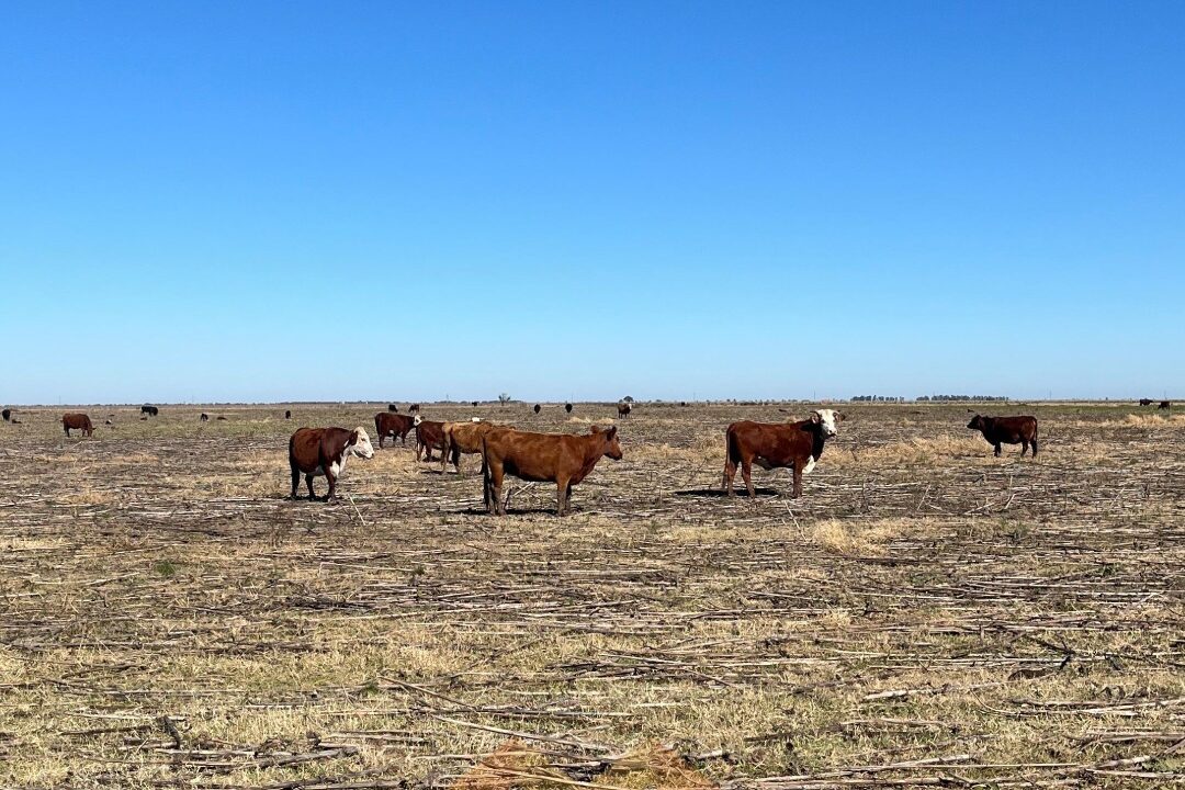 WhatsApp Image 2025-06-25 at 09.48.34 (2)