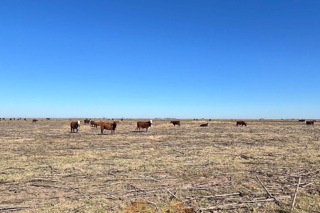 WhatsApp Image 2025-06-25 at 09.48.35