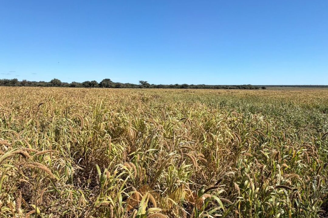 WhatsApp Image 2026-04-14 at 11.07.31